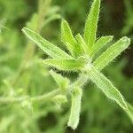 Dittrichia graveolens leaf picture by Christophorus a Castalia (cc-by-sa)
