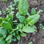 Spinacia oleracea leaf picture by voxson (cc-by-sa)