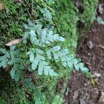 Pteris catoptera leaf picture by Maarten Vanhove (cc-by-sa)