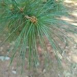 Pinus wallichiana leaf picture by Alberto Sala (cc-by-sa)