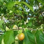 Bunchosia nitida fruit picture by Cambronero Fabián (cc-by-sa)