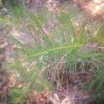 Grevillea rosmarinifolia leaf picture by David Swan (cc-by-sa)