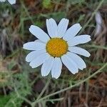 Anthemis cretica flower picture by Jo Maas (cc-by-sa)