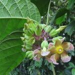Prestonia portobellensis flower picture by SINAC Pérez Greivin (cc-by-sa)