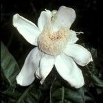 Gustavia augusta flower picture by Daniel Barthelemy (cc-by-nc)