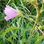 Malva moschata habit picture by randovu (cc-by-sa)