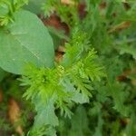 Lepidium didymum leaf picture by LJ Spriet (cc-by-sa)