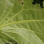 Eupatoriastrum nelsonii leaf picture by Nelson Zamora Villalobos (cc-by-nc)