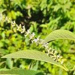 Aloysia virgata flower picture by Trap Hers (cc-by-sa)