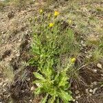 Hieracium amplexicaule leaf picture by F. Manzano (cc-by-sa)