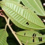 Miconia affinis leaf picture by Nelson Zamora Villalobos (cc-by-nc)