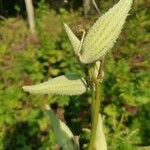 Asclepias syriaca fruit picture by antigrafika (cc-by-sa)