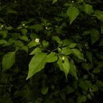 Capsicum annuum habit picture by Nelson Zamora Villalobos (cc-by-nc)
