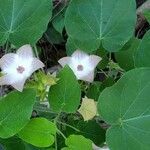Polystemma guatemalense flower picture by Formina Lara (cc-by-sa)