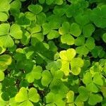 Oxalis acetosella leaf picture by Сидорчик Наталия (cc-by-sa)