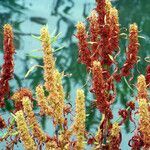 Rumex maritimus fruit picture by Andrzej Konstantynowicz (cc-by-sa)