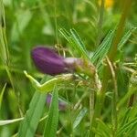 Vicia peregrina flower picture by Mehmet Basbag (cc-by-sa)