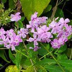 Phlox drummondii flower picture by K O (cc-by-sa)