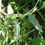 Lathyrus cirrhosus leaf picture by Llandrich anna (cc-by-sa)