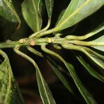 Beilschmiedia tilaranensis leaf picture by Nelson Zamora Villalobos (cc-by-nc)