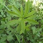 Lilium martagon leaf picture by Katjana Brucoli (cc-by-sa)