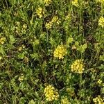 Sinapis alba habit picture by Sabina Hartmann (cc-by-sa)