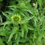 Echinacea purpurea flower picture by Julie Brinkmeier (cc-by-sa)