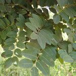 Khaya senegalensis leaf picture by Sylvain Piry (cc-by-sa)