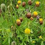 Trifolium badium habit picture by Hana Kuchaříková (cc-by-sa)
