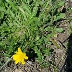 Hieracium cerdanum habit picture by yisus (cc-by-sa)