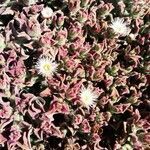 Mesembryanthemum crystallinum flower picture by Massimiliano Zamboni (cc-by-sa)