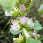 Malva verticillata flower picture by Sabina Hartmann (cc-by-sa)