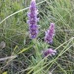 Nepeta tuberosa flower picture by Duarte Ana (cc-by-sa)