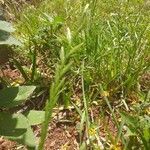 Lolium multiflorum leaf picture by Anas El. (cc-by-sa)
