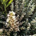 Echium italicum flower picture by miaw Valentina (cc-by-sa)