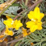Hypecoum procumbens flower picture by Martin Bishop (cc-by-sa)