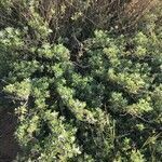 Atriplex halimus habit picture by pnst Eno (cc-by-sa)