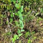 Smilax rotundifolia habit picture by Kio (cc-by-sa)