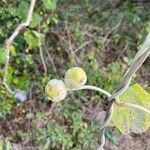 Argyreia nervosa fruit picture by laurent00031 (cc-by-sa)
