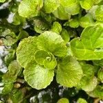 Chrysosplenium oppositifolium leaf picture by grutz (cc-by-sa)