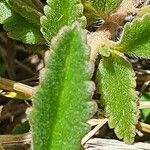 Plectranthus xylopodus leaf picture by susan brown (cc-by-sa)