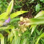 Tradescantia virginiana fruit picture by Rahul Gopinath (cc-by-sa)