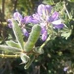 Lupinus chamissonis flower picture by Kymberly Brewster (cc-by-sa)