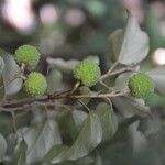 Croton niveus fruit picture by Nelson Zamora Villalobos (cc-by-nc)