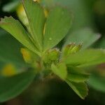 Trifolium micranthum leaf picture by Steve Orridge (cc-by-sa)