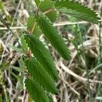 Sanguisorba officinalis leaf picture by Bergwacht Obsteig (cc-by-sa)