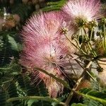 Albizia julibrissin flower picture by Sandra Stanziani (cc-by-sa)