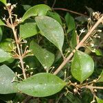 Eugenia cartagensis habit picture by Nelson Zamora Villalobos (cc-by-nc)