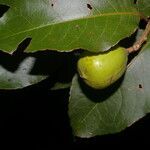 Croton megistocarpus fruit picture by Nelson Zamora Villalobos (cc-by-nc)