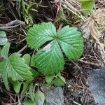 Fragaria moschata leaf picture by Martin Kopecký (cc-by-sa)